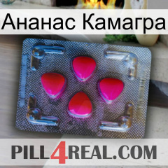 Ананас Камагра 13